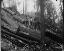 Logging in the Gualala Woods
