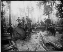 Logging crew with big log hauled by steam donkey