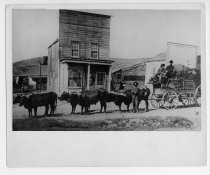 Bull team hauling tan bark.