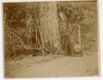 "Scenes around Littleriver in 1890's & early 1900's (alblum title) "Near Orr Hot Springs, Gus Pullen and stage about 1890's"