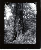 Fire-scarred redwood tree