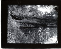 Fire-scarred redwood tree