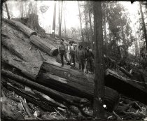 Logging in the Gualala Woods