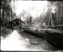 Three loggers in Gualala woods.