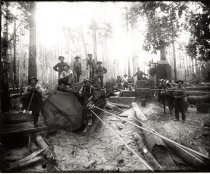 Logging crew with big log hauled by steam donkey