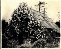 Joe Lane, Comptche, outside his rose-covered house, holding a rifle.