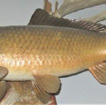 Asian Carp