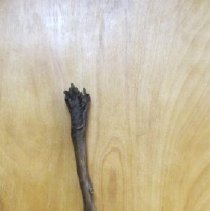 Walking Stick