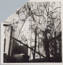 Black and white photograph of a tree and the corner of a building