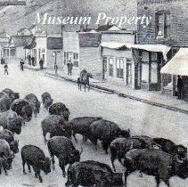 Buffalo herd in the streets of Basin postcard.
