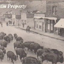 Buffalo herd in the streets of Basin postcard.