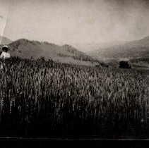 Wheat field at Marks Ranch in the 1930's.