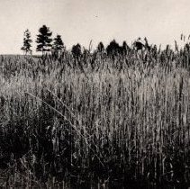 Wheat field at Marks Ranch.