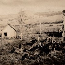 Woman feeding turkeys in ranch yard.