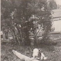 Cow tied to a log in Comet, Montana.