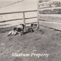 Dogs in the barnyard in Comet, Montana.