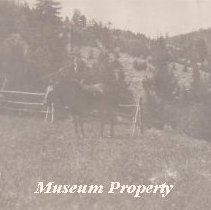 Horse in pasture in Comet, Montana.