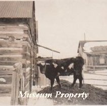 Cow at Mattson's Ranch in Comet.