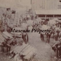Elkhorn mule team for transporting logs.