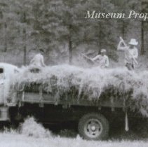 Forking hay on the Vincent ranch.