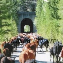 Railroad Tunnel Elk Park Montana