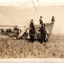 early wheat harvest