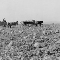 Harvesting pumpkins in Opportunity circa 1908