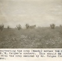 2019.630.103 Harvesting the crop across the lane from H.W. Colgan's orchard