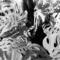 Plants at tge Parrot Jungle