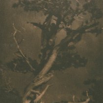 The Dying Cedar