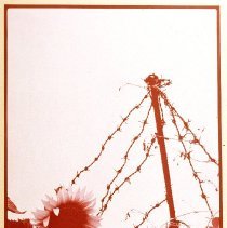 Untitled (Sunflower and Barbed Wire)