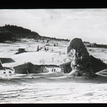 Tree Bent by Weight of Snow