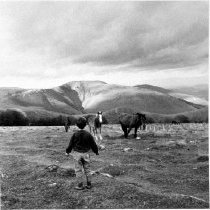 Horses from "World Views" exhibition