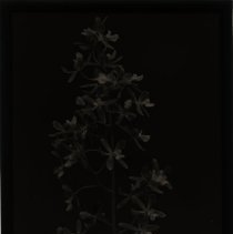 Image of a plant with flower blossoms.