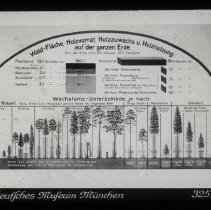 (Translated from German to English): Diagram of "forest-flat wood supply us