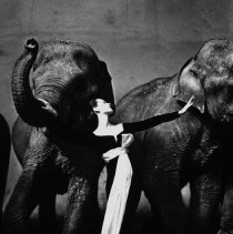 Dovima with Elephants