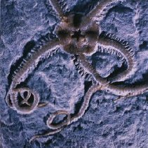 Ophiatera (x20 late Jurassic Hiemheim, Germany)
