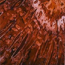 Osmundacaulis (x16 Jurassic Lune River, Tasmania, Australia (Dernbach Colle