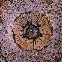 Osmundacaulis (x20 Jurassic Lune River, Tasmania, Australia (Dernbach Colle