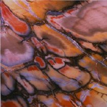 Pentoxylon (x16 Jurassic Miles, Queenslnd, Australia (Dernbach Collection))