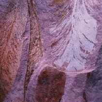 Glossoptera (x20 Permian Australia)