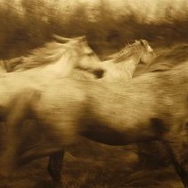 From the series: Natural Beauty (no plate #)