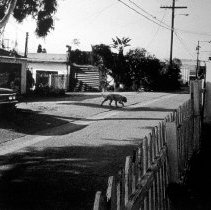 Stray Dog #2 (Los Angeles)