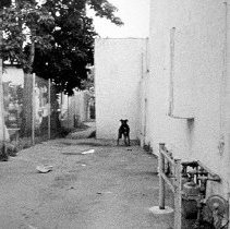 Stray Dog #3 (Los Angeles)