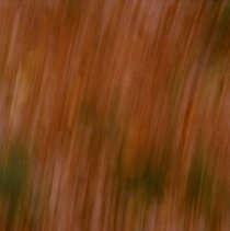 Untitled (Tall Tree)