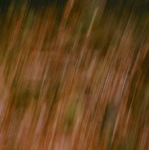 Untitled (Tall Tree)