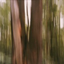 Untitled (Tall Tree)