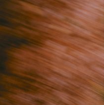 Untitled (Tall Tree)