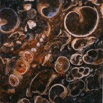 Turritella terabralis (x20 Burdigalian Stage, Miocene Bordeaux, France)