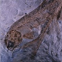 Lycoptera (x8 late Jurassic Lianoning, China)